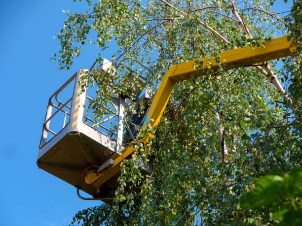 Tree Pruning Techniques for Healthy Growth